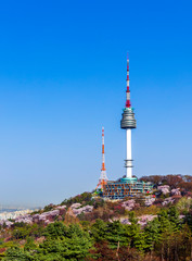 Obraz premium Seoul,South Korea-April 15,2019:Beautiful cherry blossoms at Namsan Mountain in Seoul,South Korea this image can use for travel,Sakura and Holiday concept