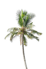 Coconut tree with bird's nest Isolated on white background. Clipping path.