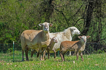 Two sheep mothers with their baby.