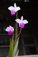 Orchids