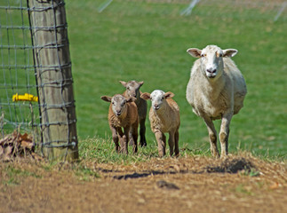 Obraz na płótnie Canvas A mother lamb with her young babies following behind.
