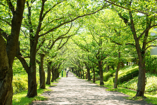「並木道」の写真素材 | 42,656件の無料イラスト画像 | Adobe Stock