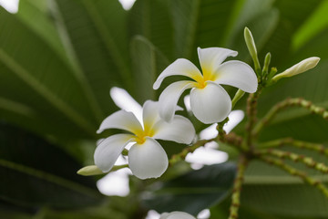 Obraz na płótnie Canvas White Plumeria flower on the tree