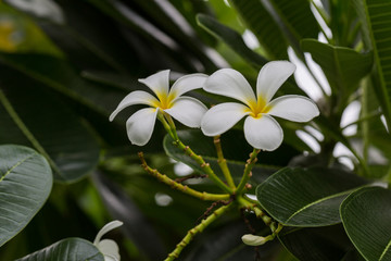 Fototapeta na wymiar White Plumeria flower on the tree