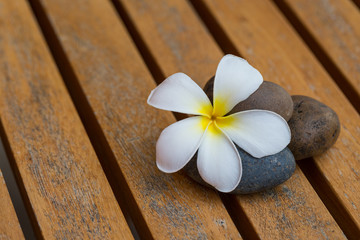 White Plumeria flower with river stone on wood