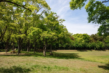 Fototapeta na wymiar Green trees and lawn in the park ,Shikoku,Japan