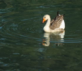 The reflex of duck on the water.