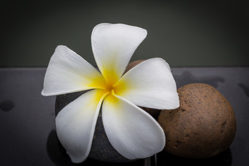 Fototapeta na wymiar White with yellow plumeria flower on pebble rock and water for spa