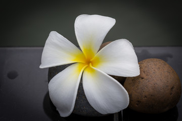White with yellow plumeria flower on pebble rock and water for spa