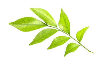 Green leaves isolated on white