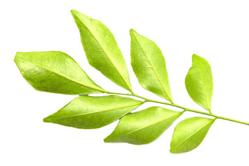 Fototapeta na wymiar Green leaves isolated on white
