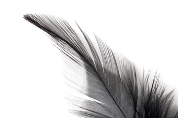 Close up of black feather isolated on white