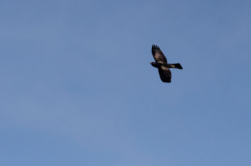 Iridescent Common Grackle turning in flight