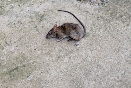 Big dead brown rat on the ground