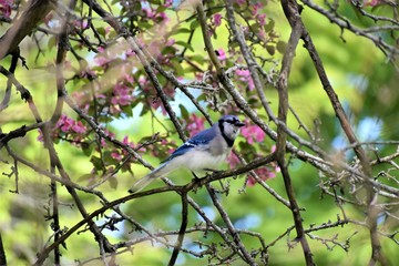 blue jay in flowering tree 