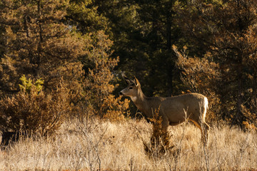 Naklejka na ściany i meble White-tailed or Virginia Deer wild animal in the spring forest british columbia canada.