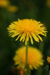 Yellow dandelion in spring