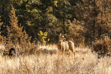 White-tailed or Virginia Deer wild animal in the spring forest british columbia canada.