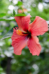 Flor hermosa de color rosa