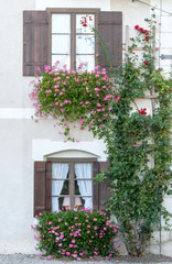 Fototapeta na wymiar Trailing Geraniums and Climbin Roses on a House