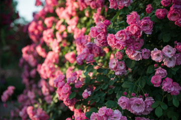 one fine spring day with light pink flower in the garden in may