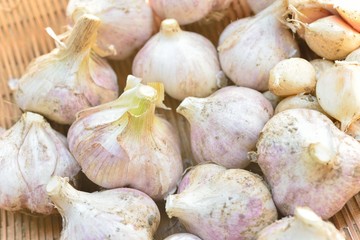 北海道のにんにく