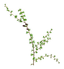 Blooming european larch, Larix decidua twig with buds in spring isolated on white background