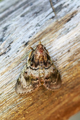 Image of Brown Moth (Nannoarctia tripartita) on tree. Insect. Animal.