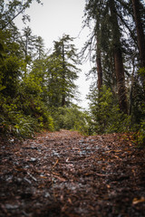 Fototapeta premium forest in autumn