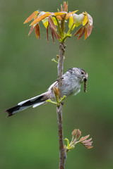 Long-tailed tit (Aegithalos caudatus) with caterpillar in bill.
