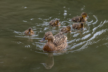 Mallard Duck (Anas platyrhynchos) with ducklings on the water