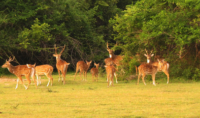 A herd of Axis deer in the jungle. common spotted deer.