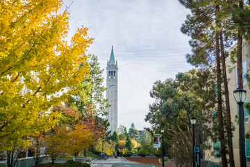 Autumn colored trees in the UC Berkeley campus; Sather Tower (Campanile) in the background - obrazy, fototapety, plakaty