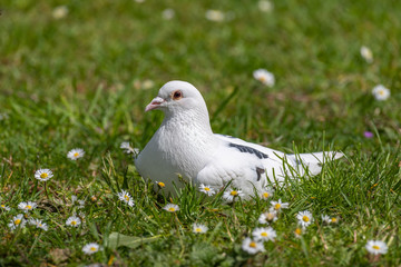 Feral pigeons (Columba livia domestica) on a grass