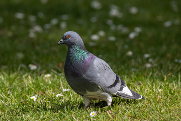 Feral pigeons (Columba livia domestica) on a grass