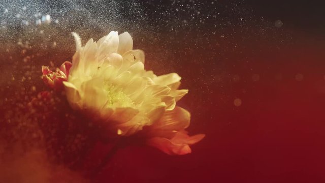 White flower in water red smokey bubbles rise slow motion abstract