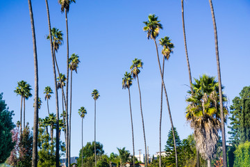 Tall palm trees growing in West Los Angeles, California