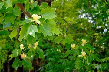 左上にユリノキの花のアップ　下に花のボカシ