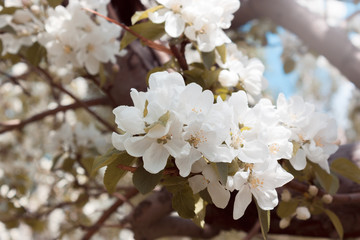 Flowers. Blooming apple tree. Background.
