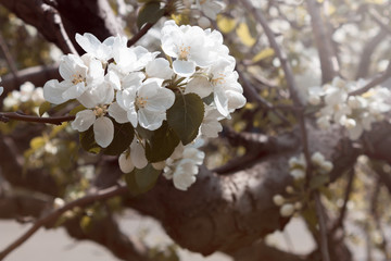 Flowers. Blooming apple tree. Background.