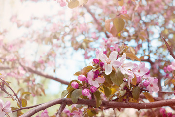 Flowers. Blooming apple tree. Background.