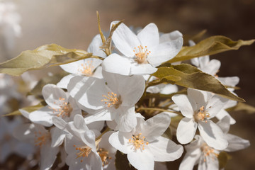 Flowers. Blooming apple tree. Background.
