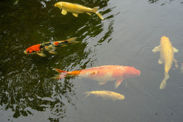 Beautiful fish in the pond