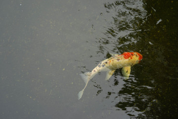 Beautiful fish in the pond