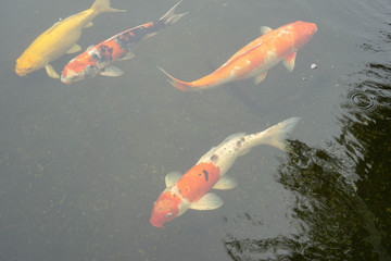 Beautiful fish in the pond