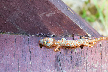 Ants swarm eats the carcasses of dead gecko.