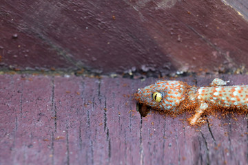 Ants swarm eats the carcasses of dead gecko.