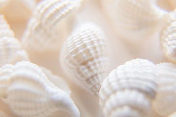 White seashells paradise background. Macro close-up with soft focus on gorgeous seashore. Island far away outstanding resort. Coastline exotic bunch of cockleshells. Romantic fairy tale summer mood.