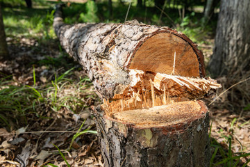 Pine Tree laying on the ground after being cut down