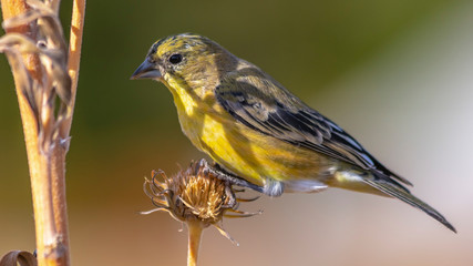 Panorama Beautiful bird perched on the dry flower of a plant on a sunny day